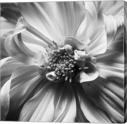 Framed Dahlia 2 Print