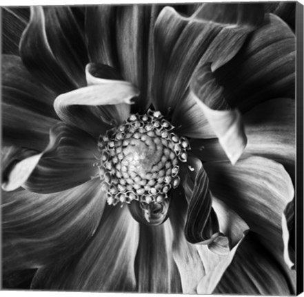 Framed Dahlia 3 Print