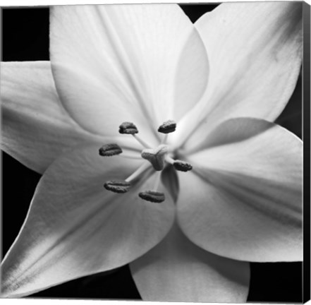 Framed White Lily Print