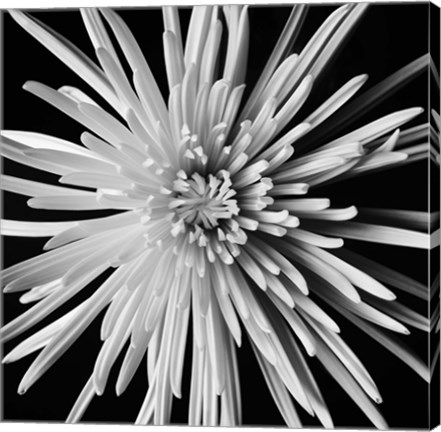 Framed Spider Mum Print