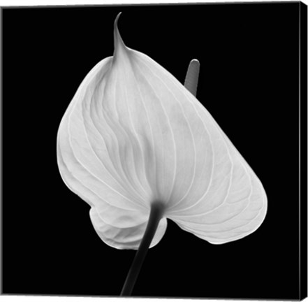 Framed Floral Tropical 1 Print