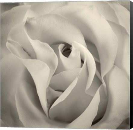 Framed White Rose Print