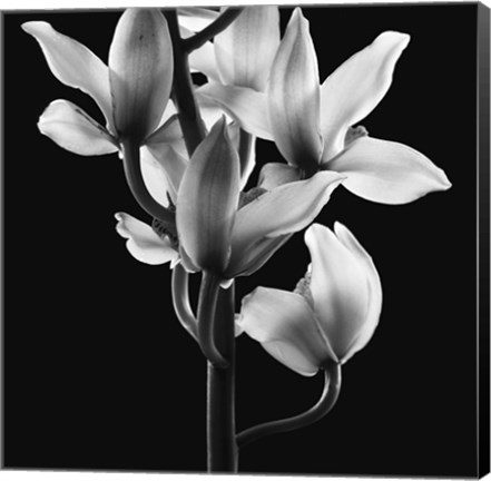 Framed Orchids 3 Print
