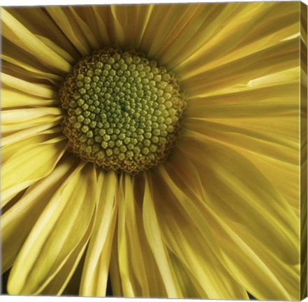 Framed Yellow Daisy Print