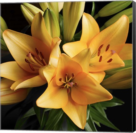 Framed Peach Delight Print