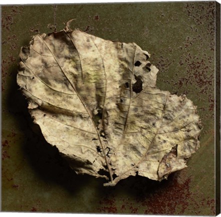 Framed Leaf Torn Print