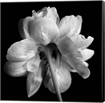 Framed Flower Black and White Print