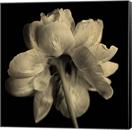 Framed Flower Sepia Print