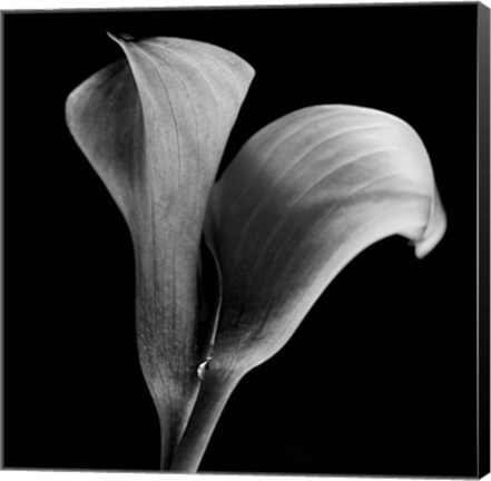 Framed Calla Lilies Black and White Print