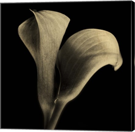 Framed Calla Lilies Sepia Print
