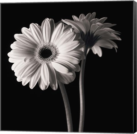 Framed Gerber Daisies 1 Print