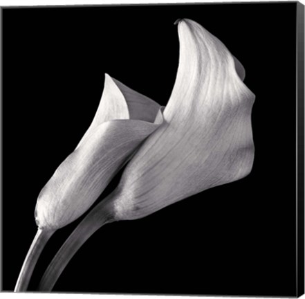 Framed Calla Lilies Print