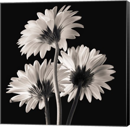 Framed Gerber Daisies 2 Print