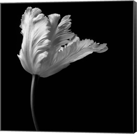 Framed Parrot Tulip Print