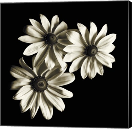 Framed Three Black-Eyed Susans Print