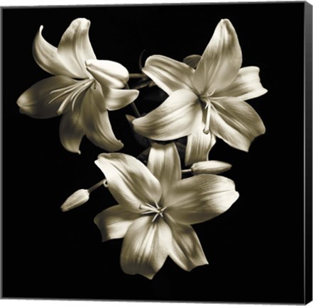 Framed Three Lilies Print