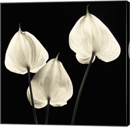 Framed Three Tropicals Print