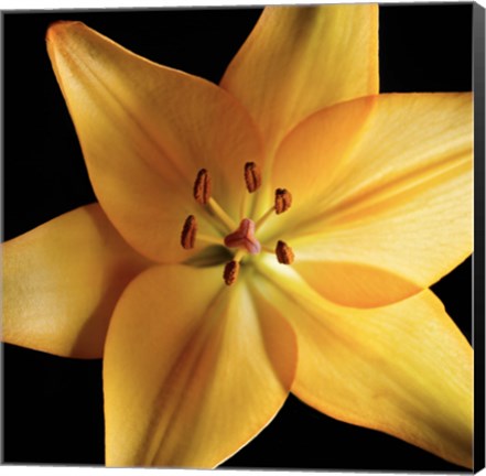 Framed Orange Delight Print