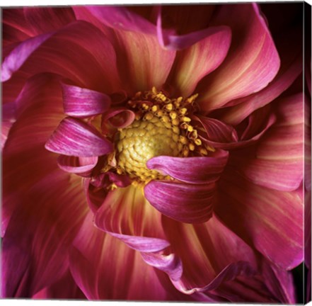 Framed Red Delight Print