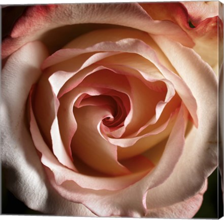 Framed Pink Delight Print