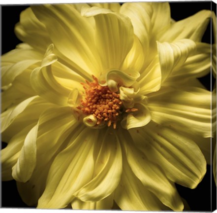 Framed Yellow Delight Print