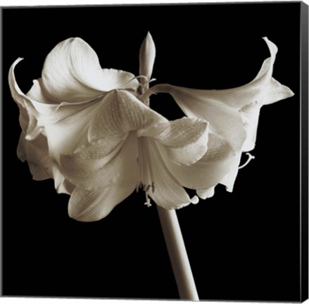 Framed Amaryllis Print