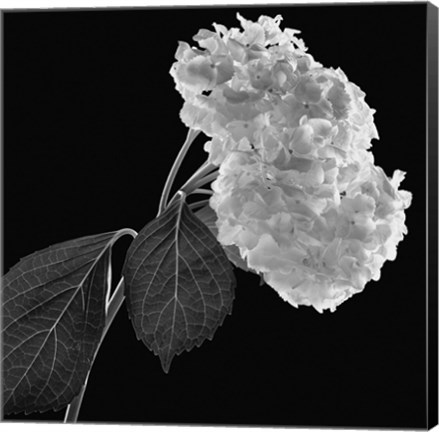 Framed Hydrangea Print