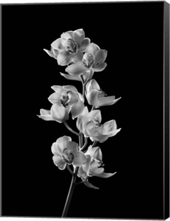 Framed Orchids 2 Print