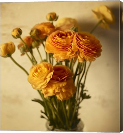 Framed Ranunculus Print