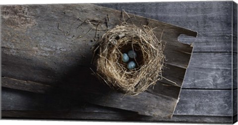 Framed Nest Eggs Print