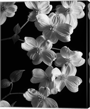 Framed Dogwood 2 Print