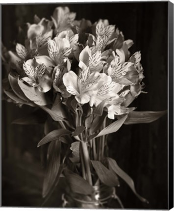Framed Alstroemeria Print
