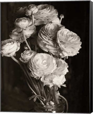 Framed Ranunculus Print
