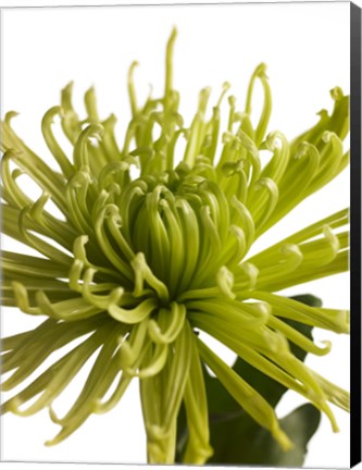 Framed Green Chrysanthemum 1 Print