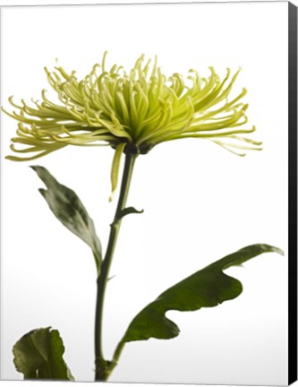 Framed Green Chrysanthemum 2 Print