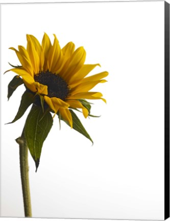 Framed Sunflower 1 Print