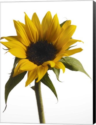 Framed Sunflower 2 Print