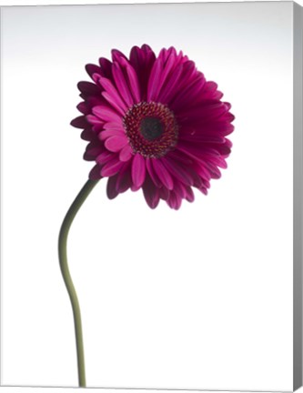 Framed Pink Gerbera 1 Print