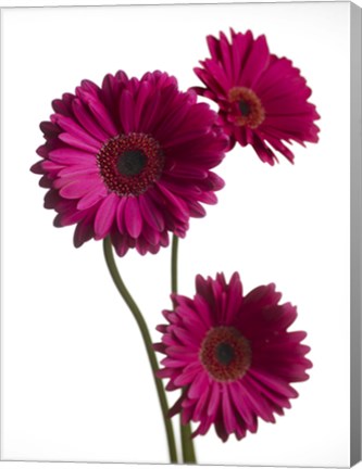 Framed Pink Gerbera 2 Print
