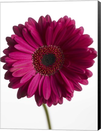 Framed Pink Gerbera 3 Print