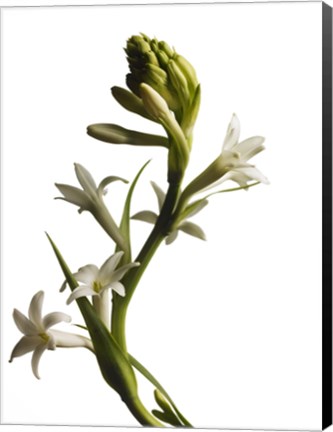 Framed White Flower 1 Print