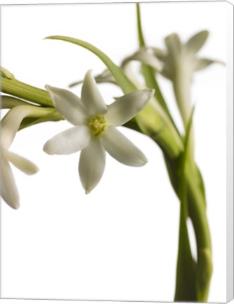 Framed White Flower 2 Print