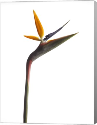 Framed Bird of Paradise Print