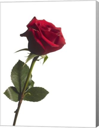 Framed Red Rose 1 Print