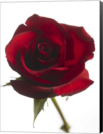 Framed Red Rose 2 Print