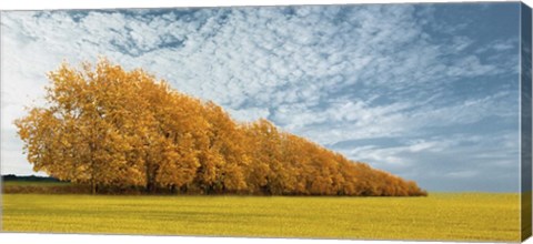 Framed Autumn Colors 1 Print