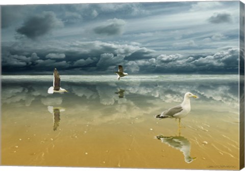 Framed Seagulls on the Beach Print