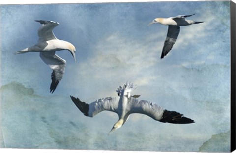 Framed Gannets Trio Print
