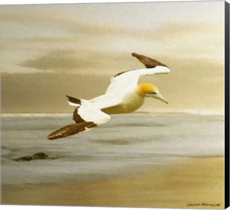 Framed Alcatraz Print