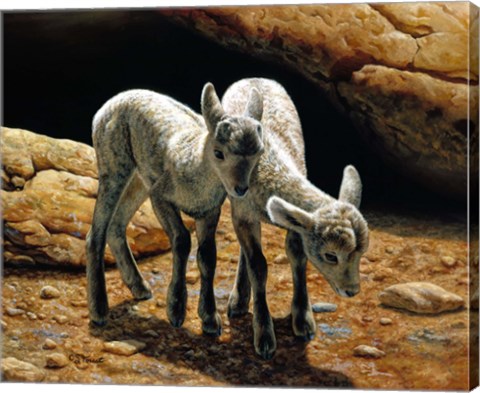 Framed Baby Bighorns Print